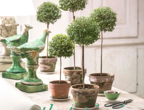 All About Myrtle Topiaries